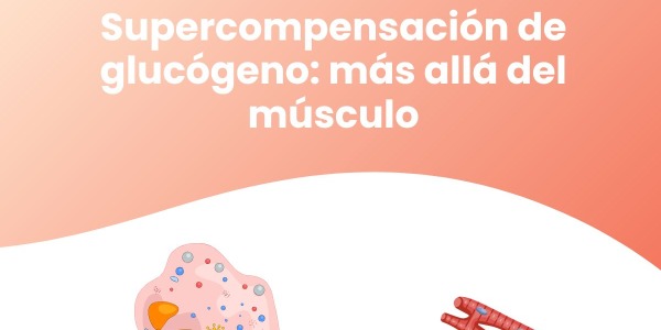 Supercompensación de glucógeno: más allá del músculo