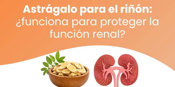 Astrágalo para el riñón: ¿funciona para proteger la función renal?