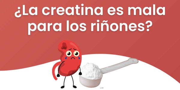 ¿La creatina puede dañar los riñones? Seguridad, estudios y qué dice la ciencia