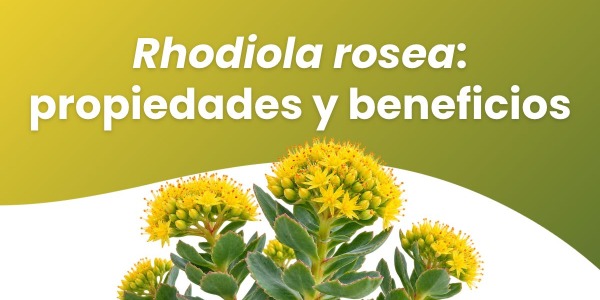 ¿Qué es la Rhodiola rosea y para qué sirve? Propiedades y beneficios